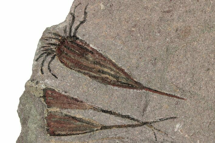 Eocrinoid (Ascocystites) Mortality Plate - Ordovician #306199